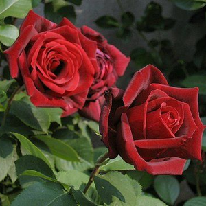 Bordo închis catifelat - trandafir teahibrid